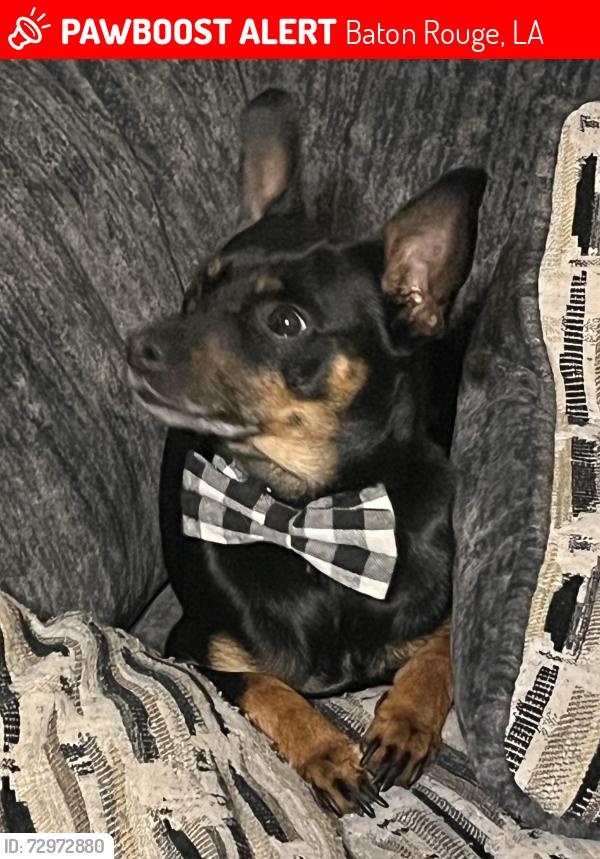 Lost Male Other last seen Pecan Tree Dr, Baton Rouge, LA 70810