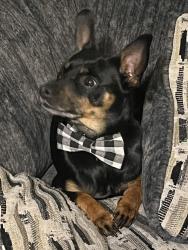 Lost Male Other last seen Pecan Tree Dr, Baton Rouge, LA 70810