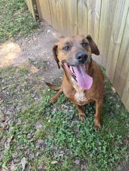 Found/Stray Female Dog last seen Green St. And West Curtis, Simpsonville, SC 29681