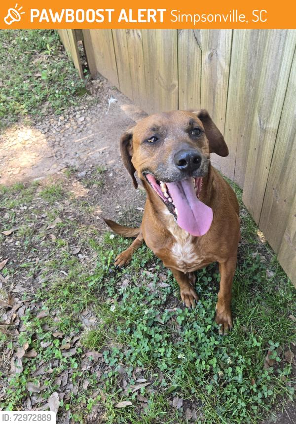 Found/Stray Female Dog last seen Green St. And West Curtis, Simpsonville, SC 29681