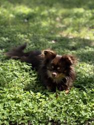 Lost Female Dog last seen Near elm forest loop, Cedar Creek, TX 78612