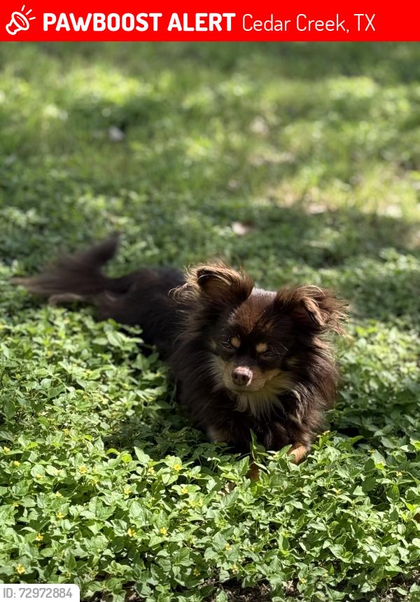 Lost Female Dog last seen Near elm forest loop, Cedar Creek, TX 78612