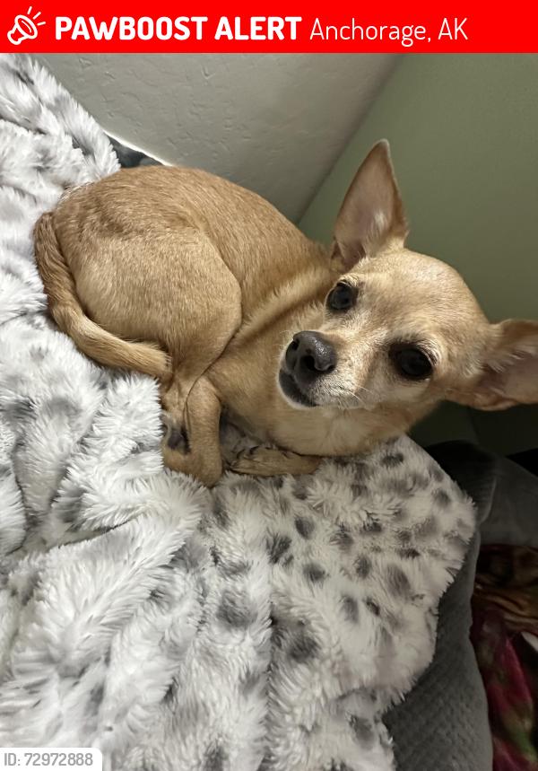 Lost Female Dog last seen Dowling and Lake Otis, Anchorage, AK 99507
