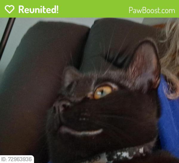 Reunited Male Cat last seen Marlton Circle near Longbranch Road, Liverpool, NY 13088