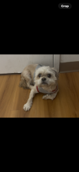 Lost Male Dog last seen Near Clements St Detroit , Detroit, MI 48238
