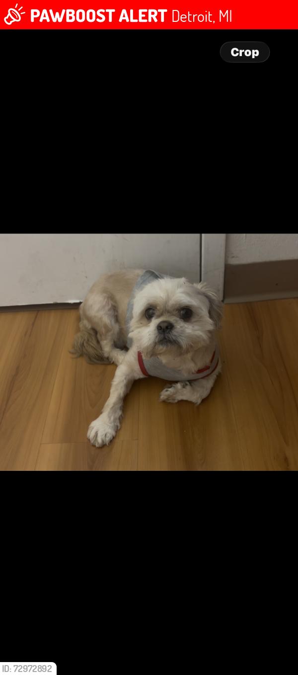 Lost Male Dog last seen Near Clements St Detroit , Detroit, MI 48238