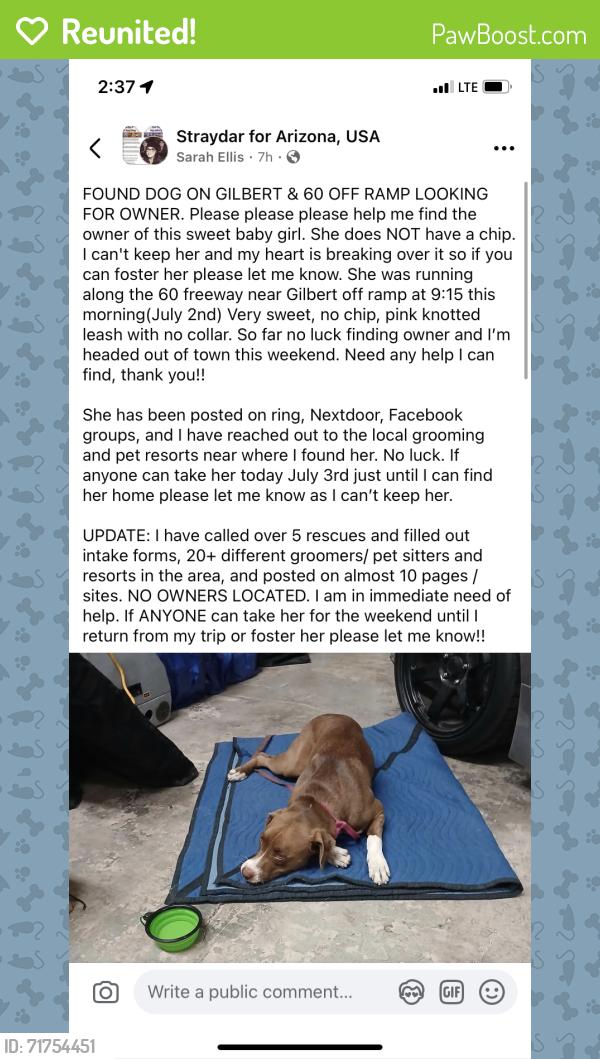 Reunited Female Dog last seen The 60 and Gilbert road , Mesa, AZ 85203
