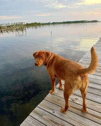 Lost Female Dog last seen Venetian Rd and Torino Way, Panama City, FL 32405