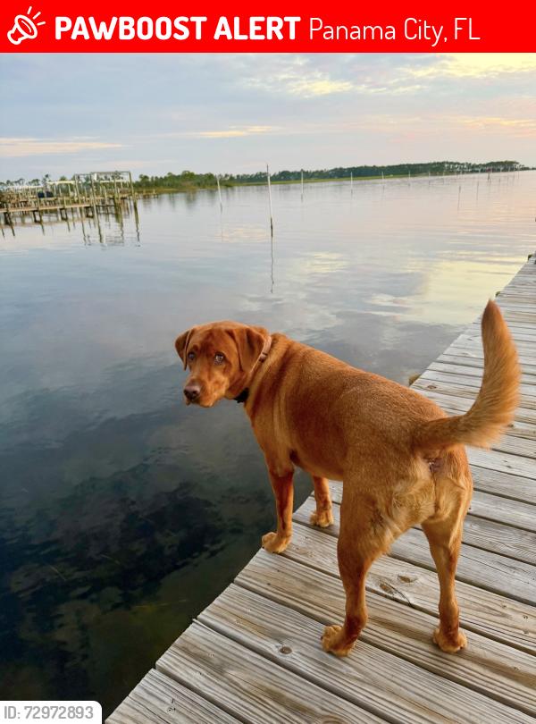 Lost Female Dog last seen Venetian Rd and Torino Way, Panama City, FL 32405