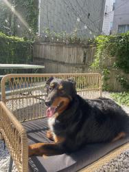 Reunited Male Dog last seen Metropolitan ave and Graham Ave, Brooklyn, NY 11211