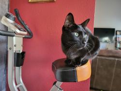 Lost Male Cat last seen Ruidosa and altura, Dallas, TX 75228