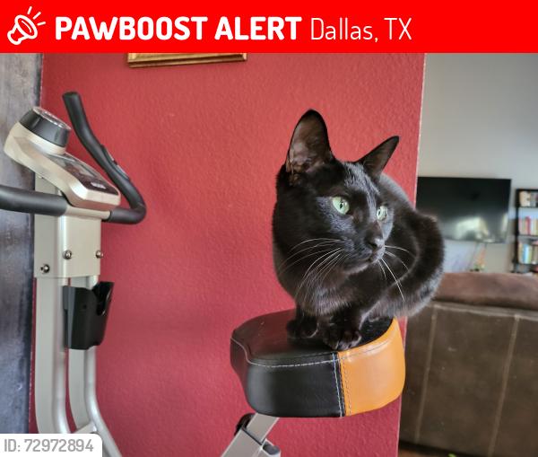 Lost Male Cat last seen Ruidosa and altura, Dallas, TX 75228