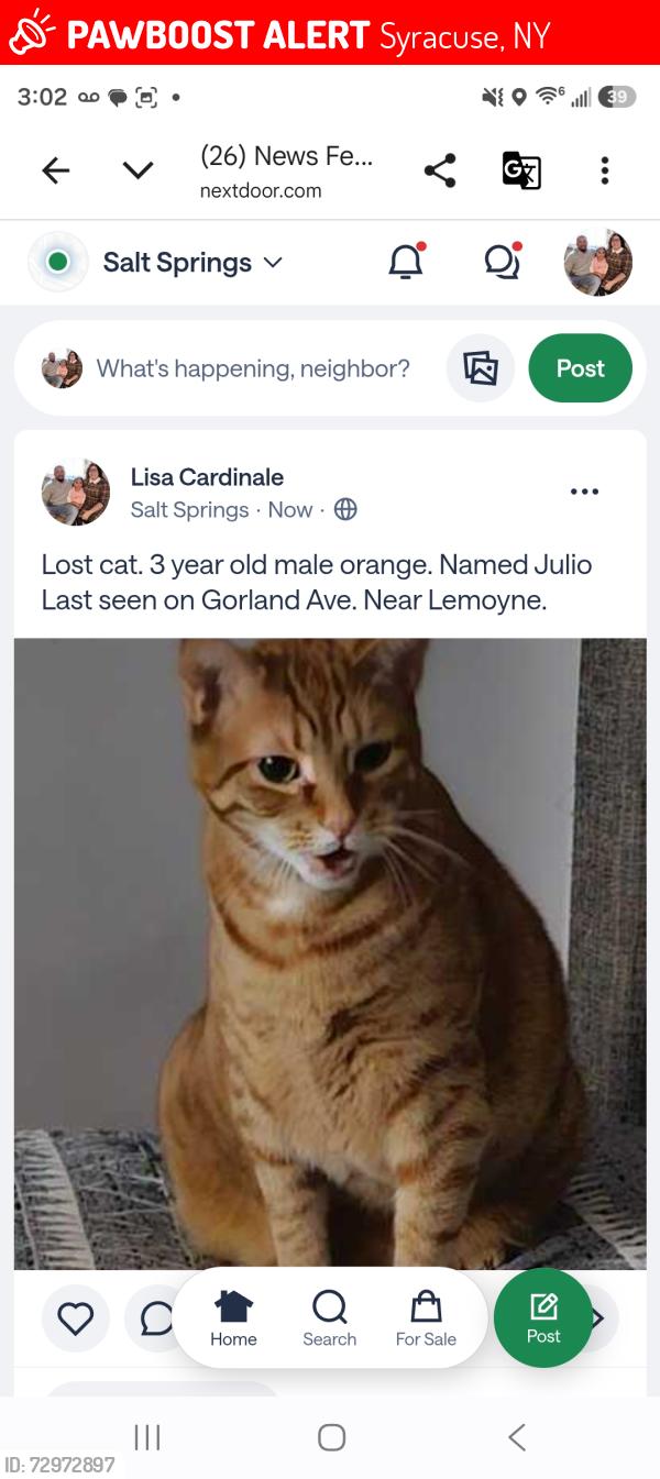 Lost Male Cat last seen Salt Springs Rd, Syracuse, NY 13224