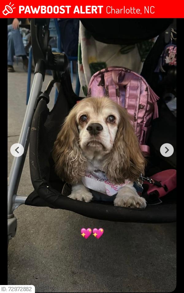 Lost Female Dog last seen ELAN MALLARD CREEK apmts  CHARLOTTE,NC, Charlotte, NC 28269