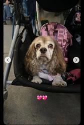 Lost Female Dog last seen ELAN MALLARD CREEK apmts  CHARLOTTE,NC, Charlotte, NC 28269