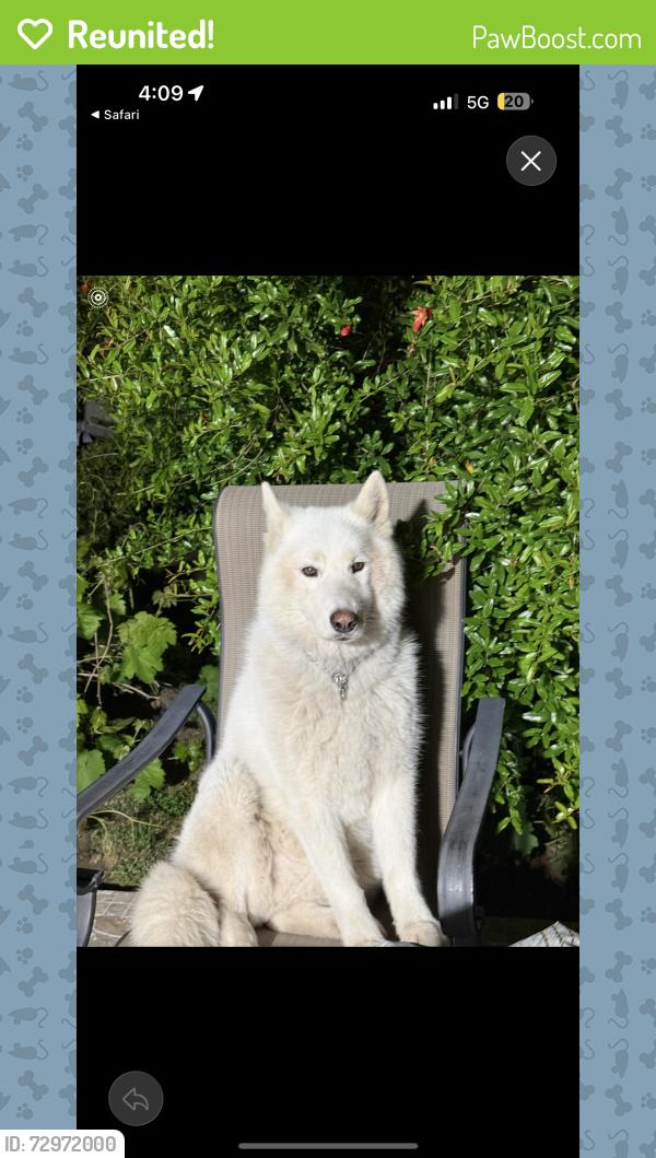 Reunited Male Dog last seen Glenwood and grandview , Glendale, CA 91201