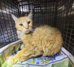 Shelter Stray Male Cat last seen Near BLOCK PASADENA, 4710 TX-151, San Antonio, TX 78227, USA