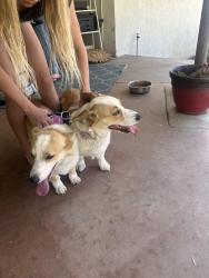 Found/Stray Female Dog last seen Porter Street banning, Banning, CA 92220