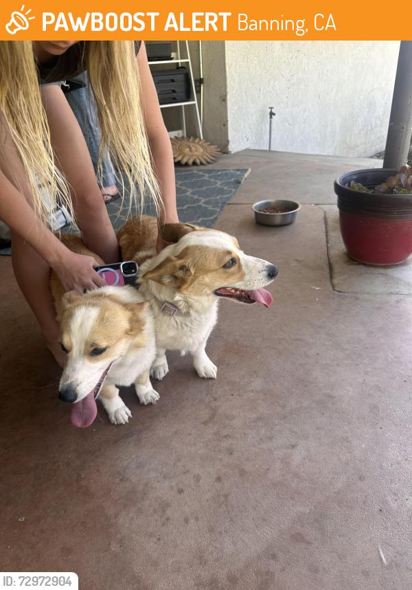 Found/Stray Female Dog last seen Porter Street banning, Banning, CA 92220