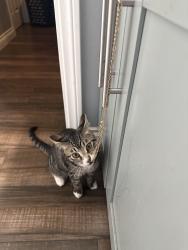 Lost Male Cat last seen Anne sladon, Oceanside, CA 92057