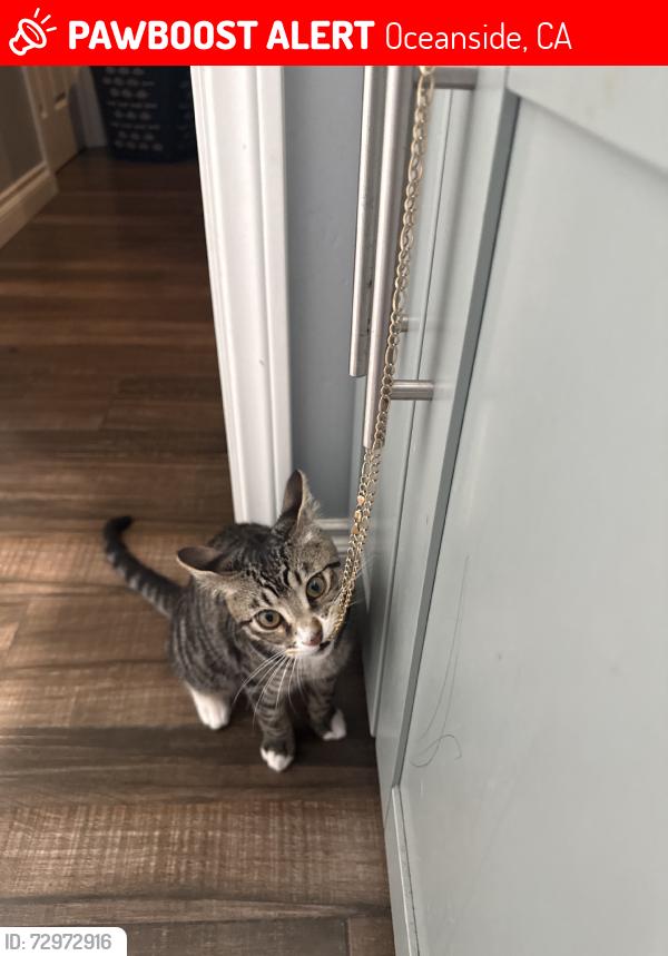 Lost Male Cat last seen Anne sladon, Oceanside, CA 92057