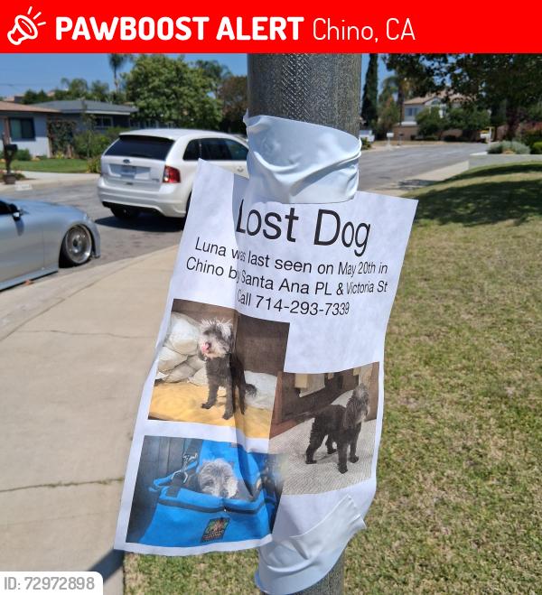 Lost Female Dog last seen Walnut and Victoria st., Chino, CA 91710