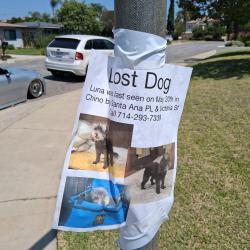 Lost Female Dog last seen Walnut and Victoria st., Chino, CA 91710
