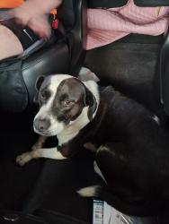 Found/Stray Female Dog last seen Gratis Rd, Monroe, GA 30656