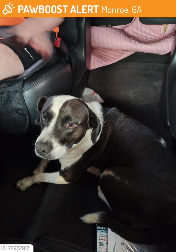 Found/Stray Female Dog last seen Gratis Rd, Monroe, GA 30656