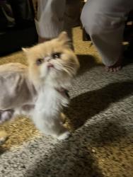 Found/Stray Female Cat last seen Lovers lane , Forney, TX 75126