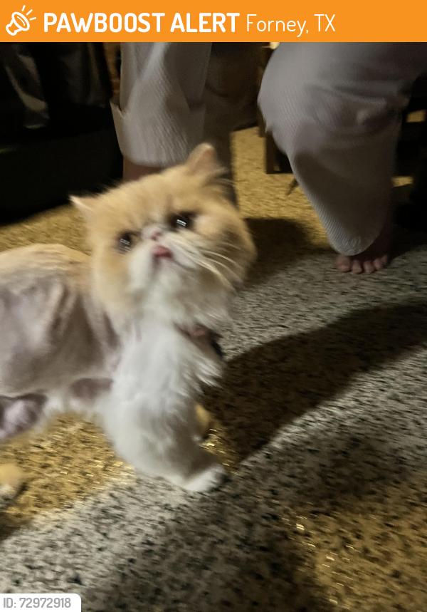 Found/Stray Female Cat last seen Lovers lane , Forney, TX 75126