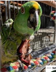 Lost Male Bird last seen Norwalk blvd and torin st and Norwalk blvd and 226th st Long Beach, ca 90808 and Hawaiian Gardens, Ca, Hawaiian Gardens, CA 90716