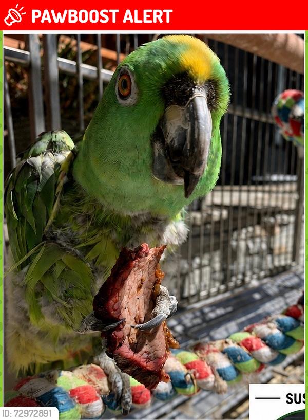 Lost Male Bird last seen Norwalk blvd and torin st and Norwalk blvd and 226th st Long Beach, ca 90808 and Hawaiian Gardens, Ca, Hawaiian Gardens, CA 90716