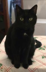 Reunited Male Cat last seen Whitney M Young Pre-K-8, East 177th St, Close to Jo Anne Park, Adlai E. Stevenson, Cleveland, OH 44128