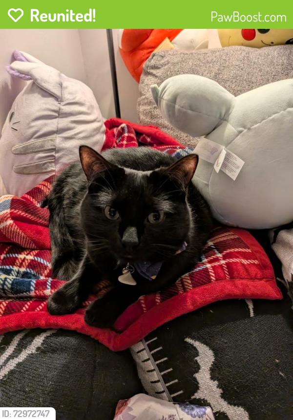 Reunited Male Cat last seen Near 4th St, Waunakee, WI 53597, USA, Waunakee, WI 53597