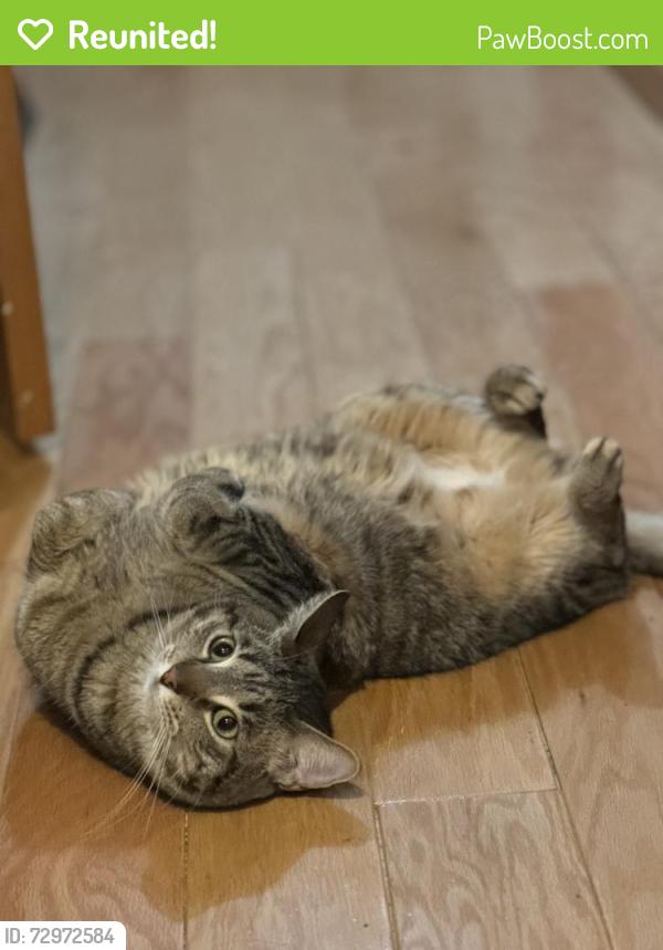 Reunited Male Cat last seen Mablin Ave, Massachusetts Ave, North Andover, MA 01845