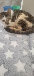 Found/Stray Female Cat last seen On my porch, Zephyrhills, FL 33541