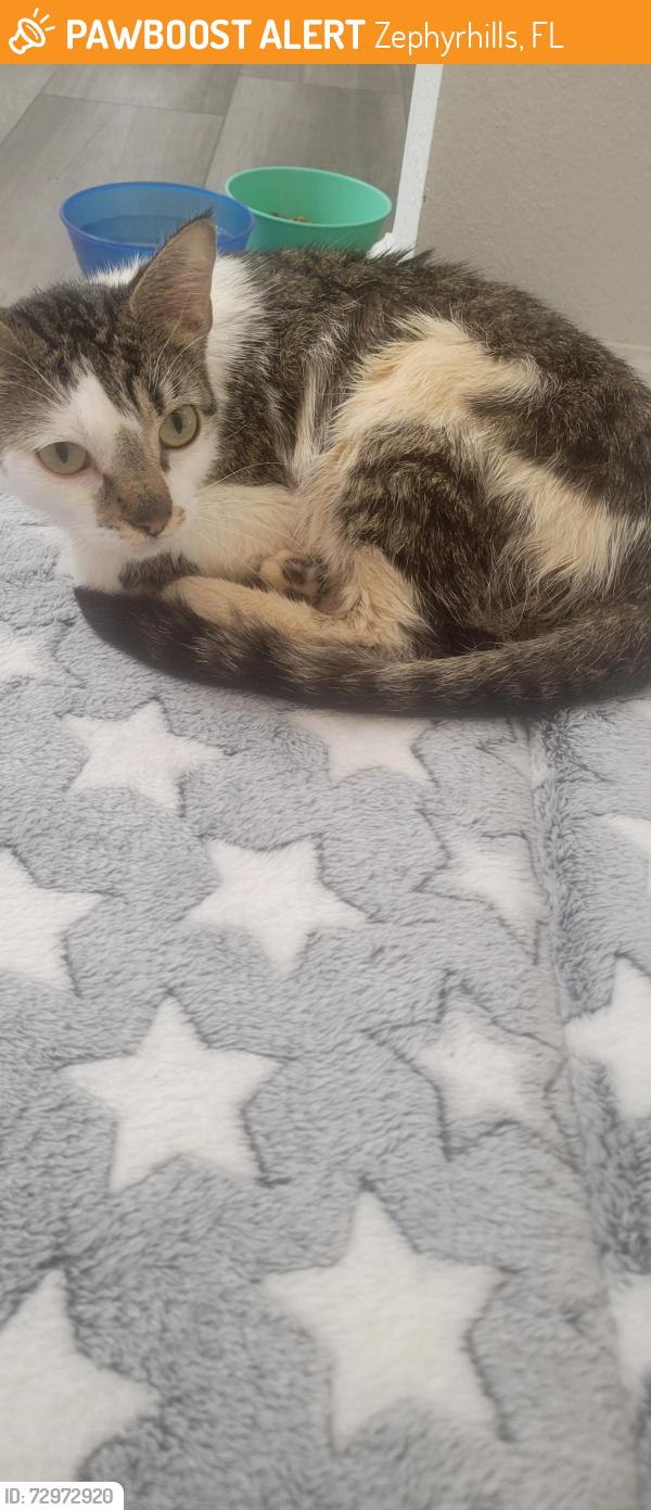 Found/Stray Female Cat last seen On my porch, Zephyrhills, FL 33541