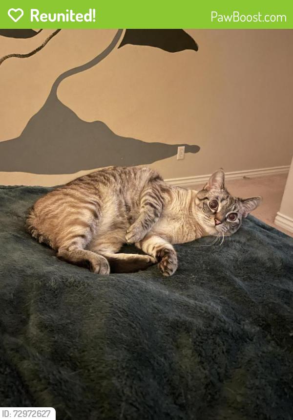 Reunited Female Cat last seen Vista Ranch & Greenway, Surprise, AZ 85374