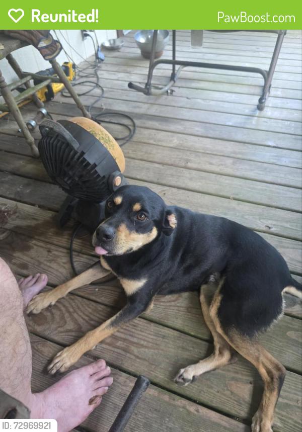 Reunited Female Dog last seen Cammie and Thompson , Alvin, TX 77511