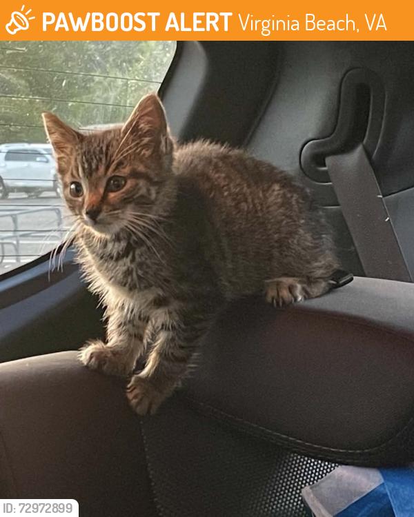 Found/Stray Female Cat last seen Little Creek Exp Base USO and Fishing pier, Virginia Beach, VA 23455