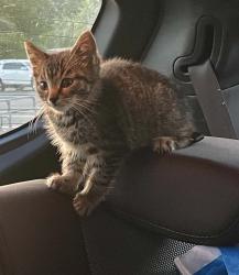 Found/Stray Female Cat last seen Little Creek Exp Base USO and Fishing pier, Virginia Beach, VA 23455