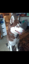 Lost Male Dog last seen Near N armstead Ave , Nampa, ID 83687