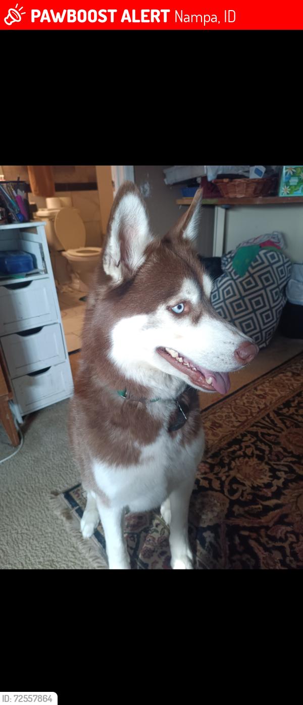 Lost Male Dog last seen Near N armstead Ave , Nampa, ID 83687