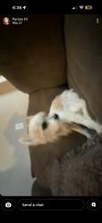 Lost Female Dog last seen Reaidence at midland, Midland, TX 79706