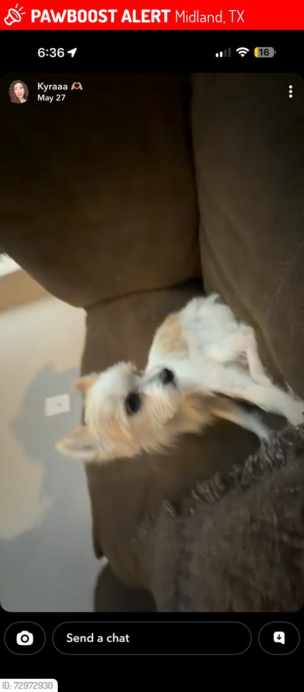 Lost Female Dog last seen Reaidence at midland, Midland, TX 79706