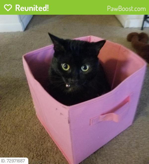 Reunited Female Cat last seen Belmac lane, Indianapolis, IN 46113