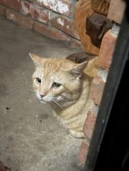 Found/Stray Unknown Cat last seen Devon Drive and Berkley Avenue, Papillion, NE 68046