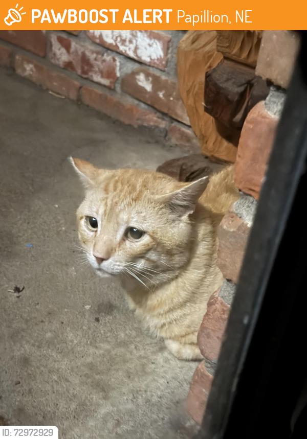 Found/Stray Unknown Cat last seen Devon Drive and Berkley Avenue, Papillion, NE 68046