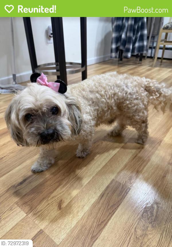 Reunited Male Dog last seen W Woodside ave and Shabers Ave , North Patchogue, NY 11772